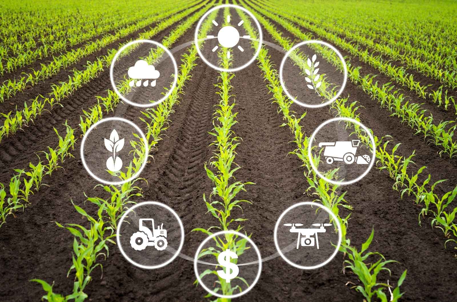 plant phenotyping platform in agriculture