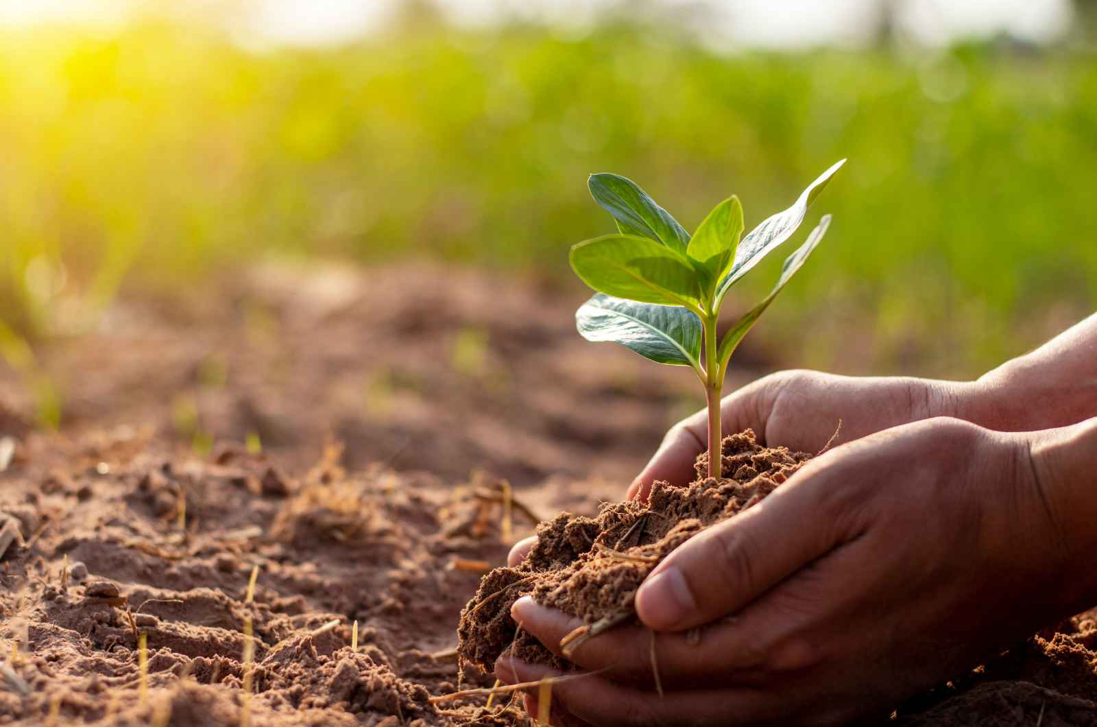 Company Specializing In Software Solutions For Plant Breeding & Variety Testing.